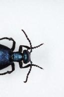 Image from Beetles - Animal photo references from 3D.sk - 401345beetles_0001_0043.jpg