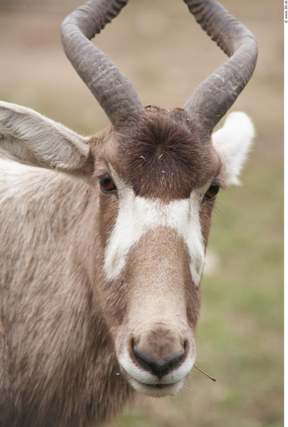Image from Antelope animal photo references - 272569antelope_0045.jpg