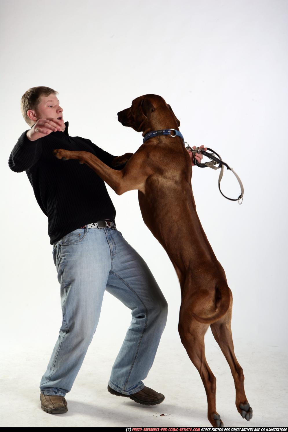 Image from Dog playing and attacking - 70272009_07_dog_rr_action_07.jpg