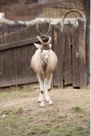 Image from Antelope animal photo references - 272545antelope_0033.jpg