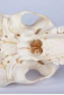 Image from Skull - Chimpanzee photo references - 440371skull_chimpanzee_0037.jpg