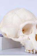 Image from Skull - Chimpanzee photo references - 440387skull_chimpanzee_0053.jpg