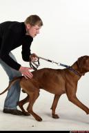 Image from Dog playing and attacking - 70282009_07_dog_rr_action_05.jpg